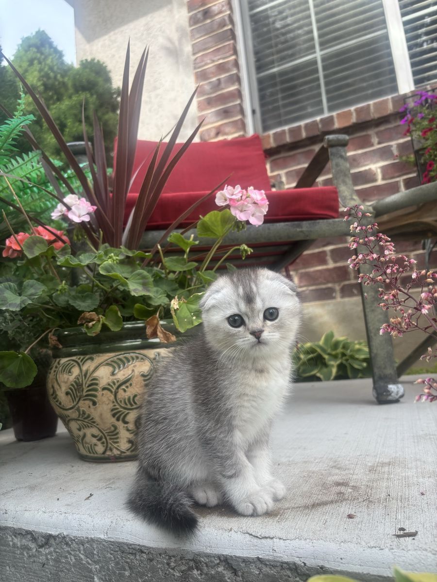 Scottish fold kittens