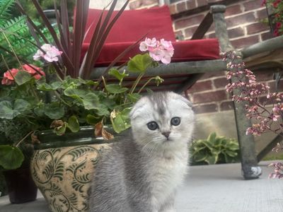 Scottish fold kittens