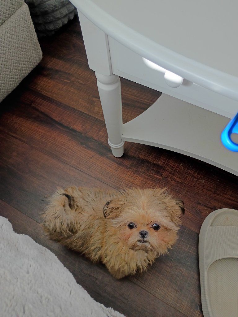 imperial shih Tzu female AKC 6 months $1500