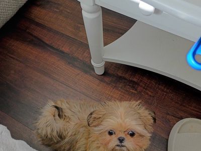 imperial shih Tzu female AKC 6 months $1500