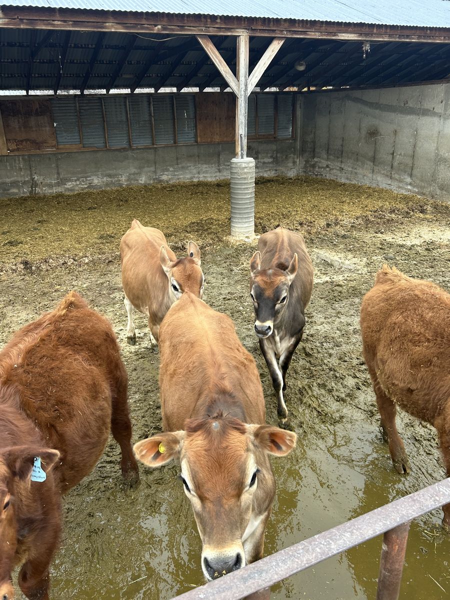 4 Registered Jersey Heifers