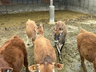 4 Registered Jersey Heifers