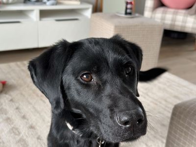 Female Pure Bred Black Lab FREE TO GOOD HOME