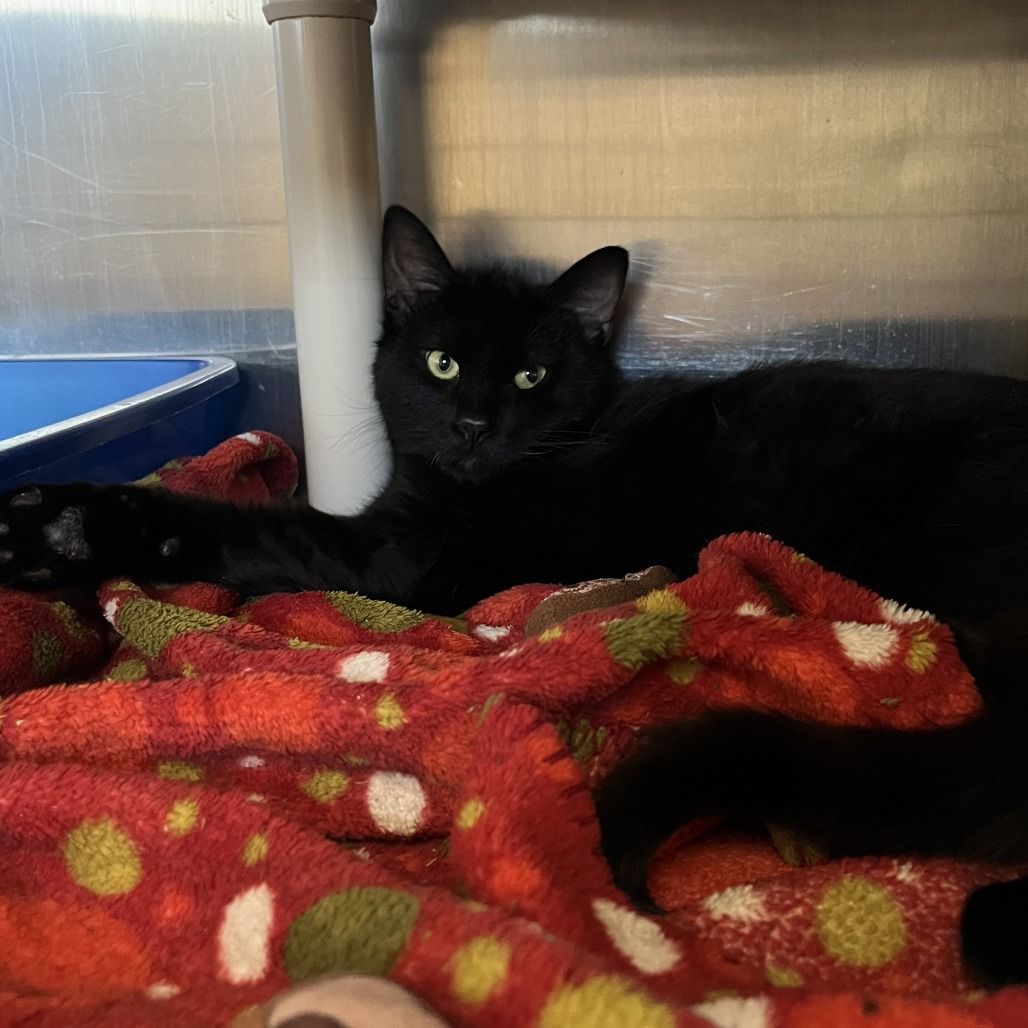 Hello my name is Maestro