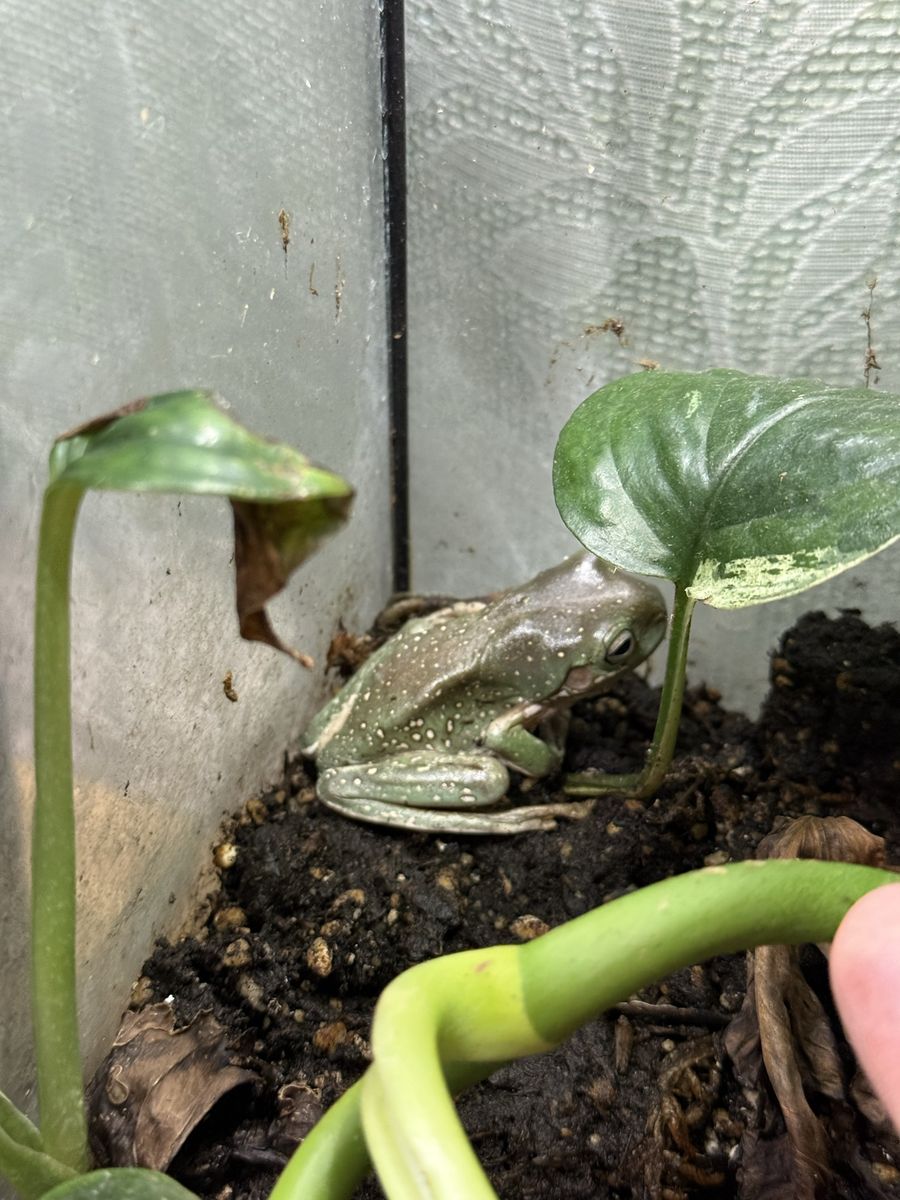 White tree frog