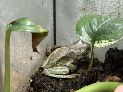 White tree frog