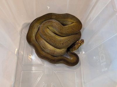 Retic python & Enclosure