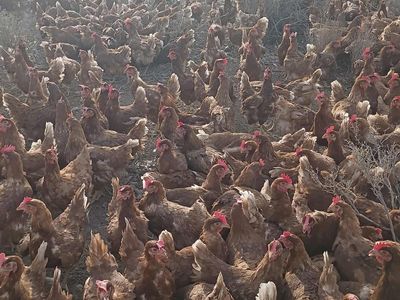 Chicken chicken