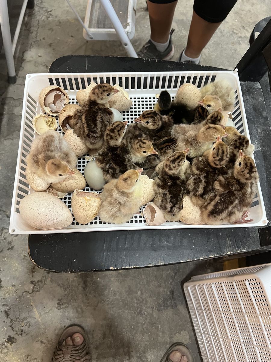 turkeys