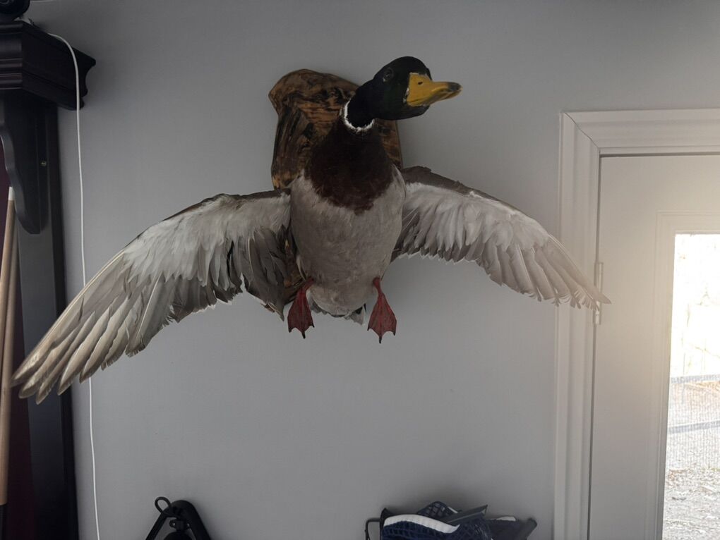 Antique Taxidermy Mallard Duck wall mount - Flying