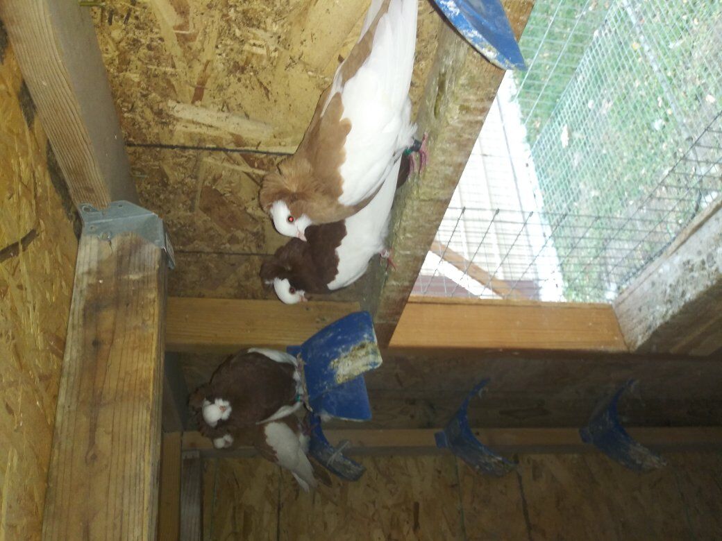 Kommners Tumbler pigeons