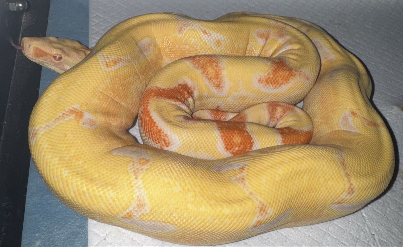 Peter Kahl Lipstick Lined Male Boa