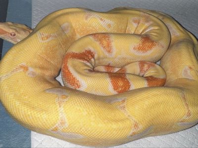 Peter Kahl Lipstick Lined Male Boa