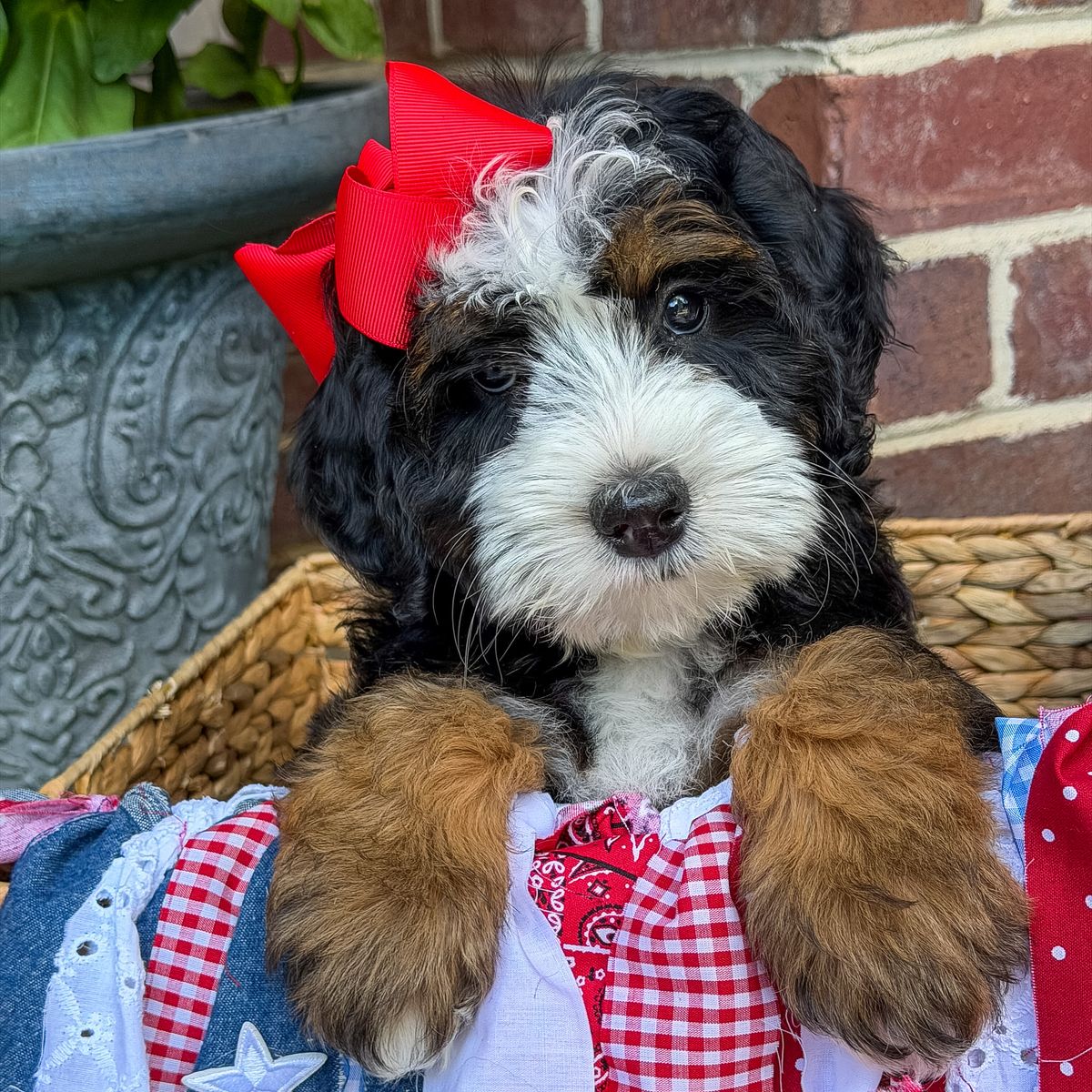 Mini Multigen Bernedoodle puppies
