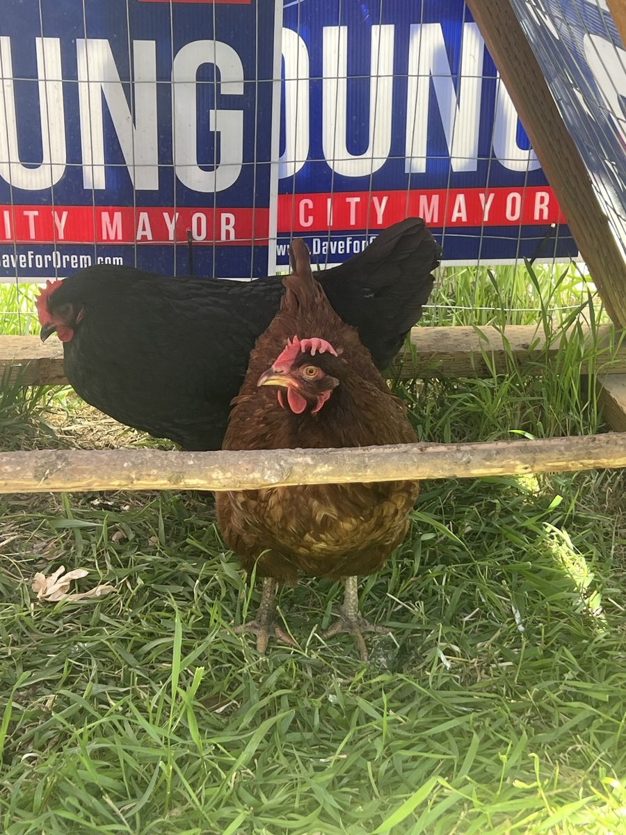 2 Nonlaying Hens