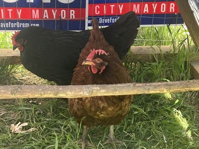 2 Nonlaying Hens