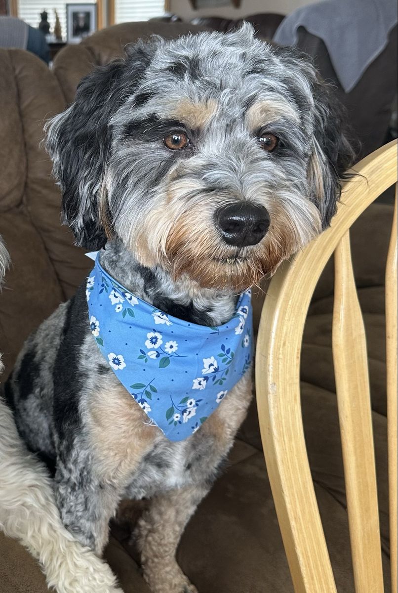 Buster - 3yr old miniature Bernedoodle