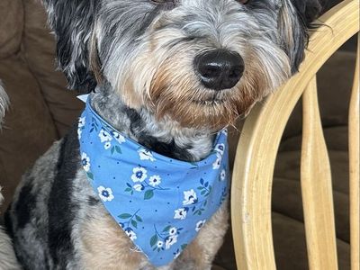 Buster - 3yr old miniature Bernedoodle