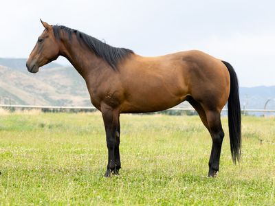 AQHA 6 YR OLD BAY GELDING