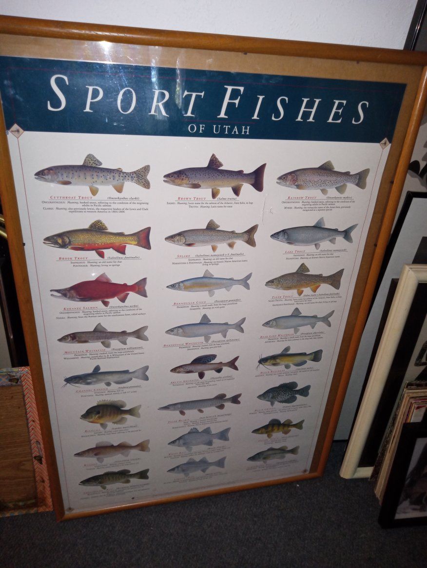 Vintage "Sportfishes of Utah" Framed Print - Educational Fish Species Poster