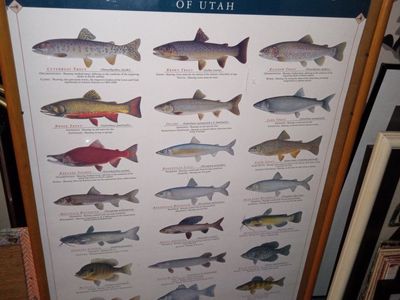 Vintage "Sportfishes of Utah" Framed Print - Educational Fish Species Poster