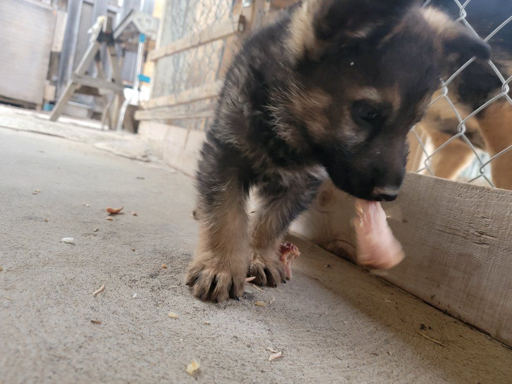 German Shepherd Puppy