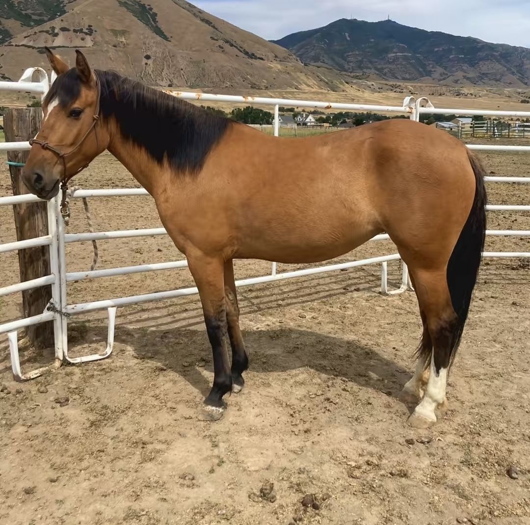 Friendly mustang mare