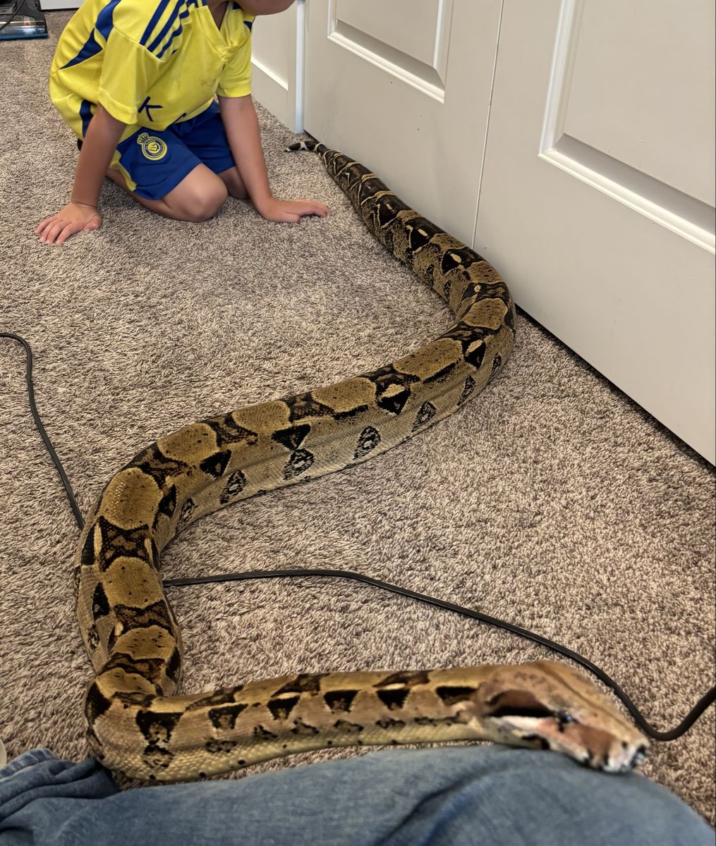 Colombian Boa