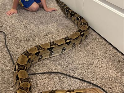 Colombian Boa