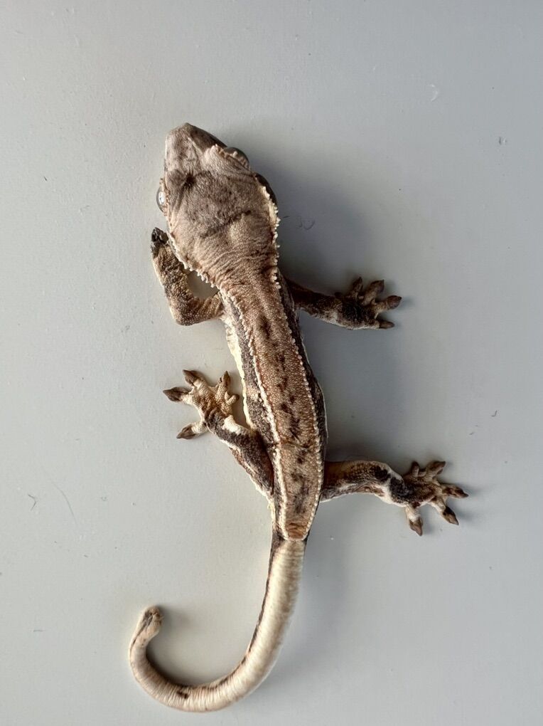 Baby Lily White Crested Gecko