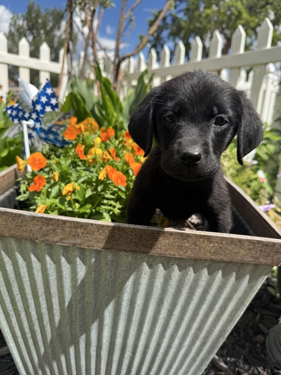  AKC Registered Purebred Black Lab Puppies 