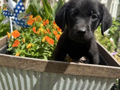 AKC Registered Purebred Black Lab Puppies