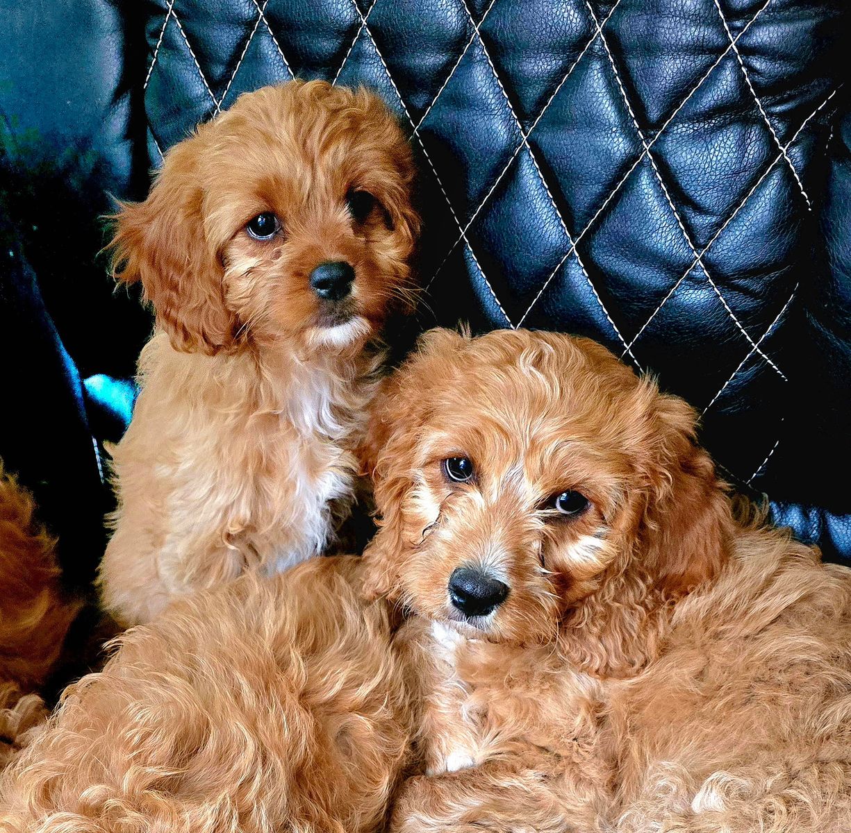 Cavapoo Puppies F1 Hypoallegenic Beauty