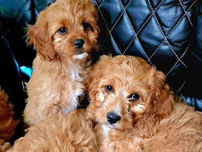 Cavapoo Puppies F1 Hypoallegenic Beauty
