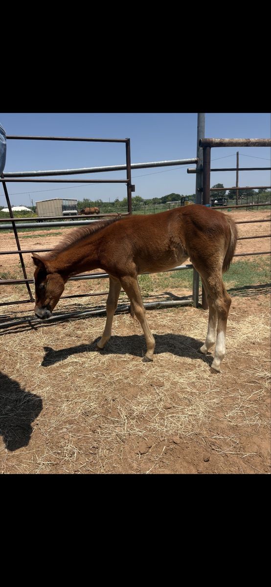 AQHA Watch Joe jack filly