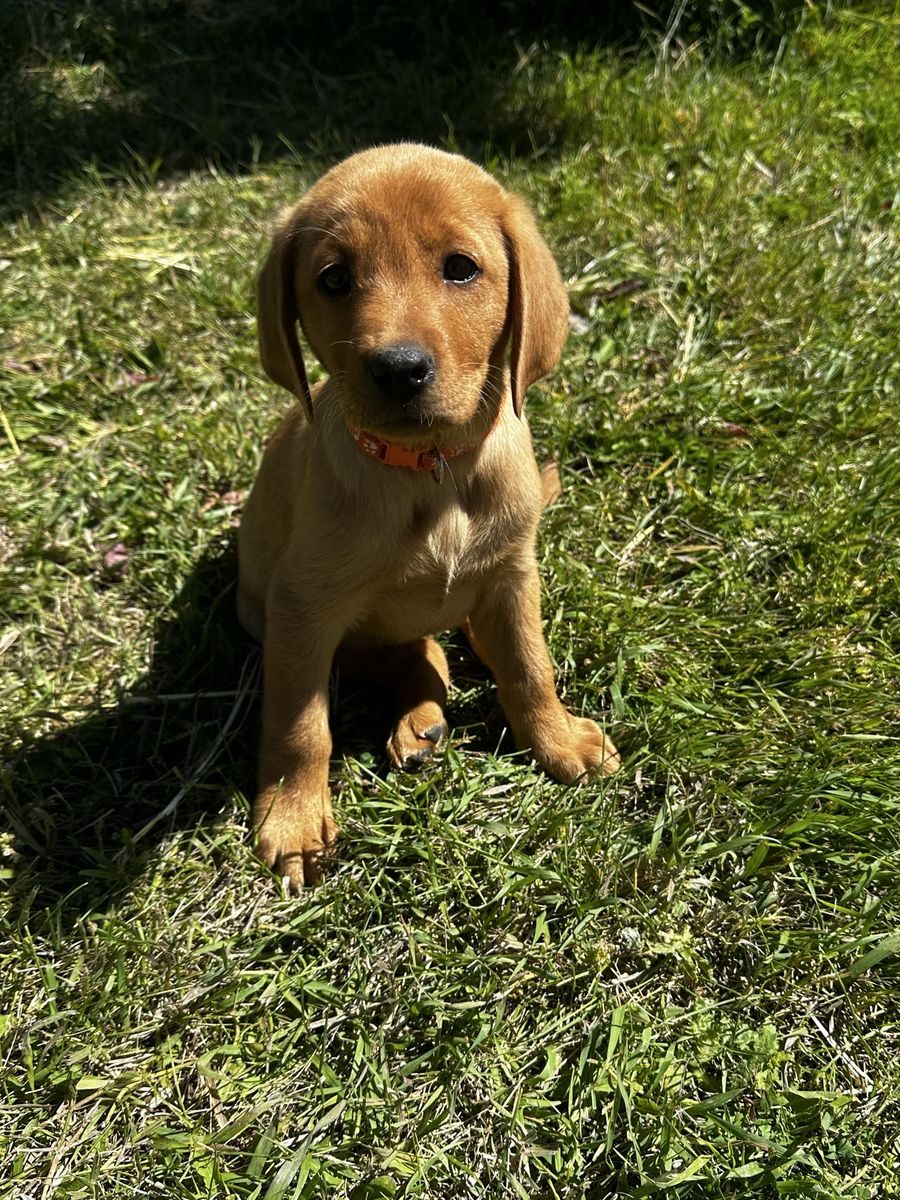 AKC fox red Lab/labrador puppies