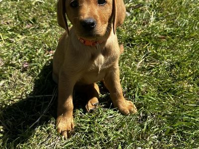 AKC fox red Lab/labrador puppies