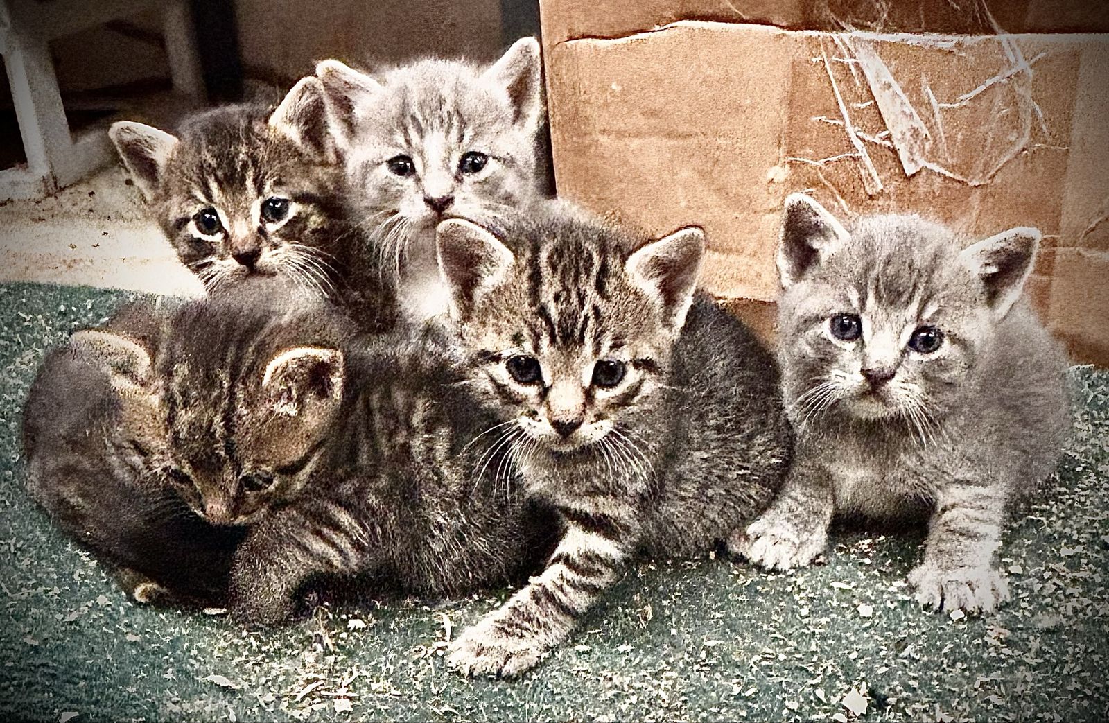 Kittens