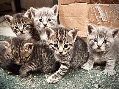 Kittens