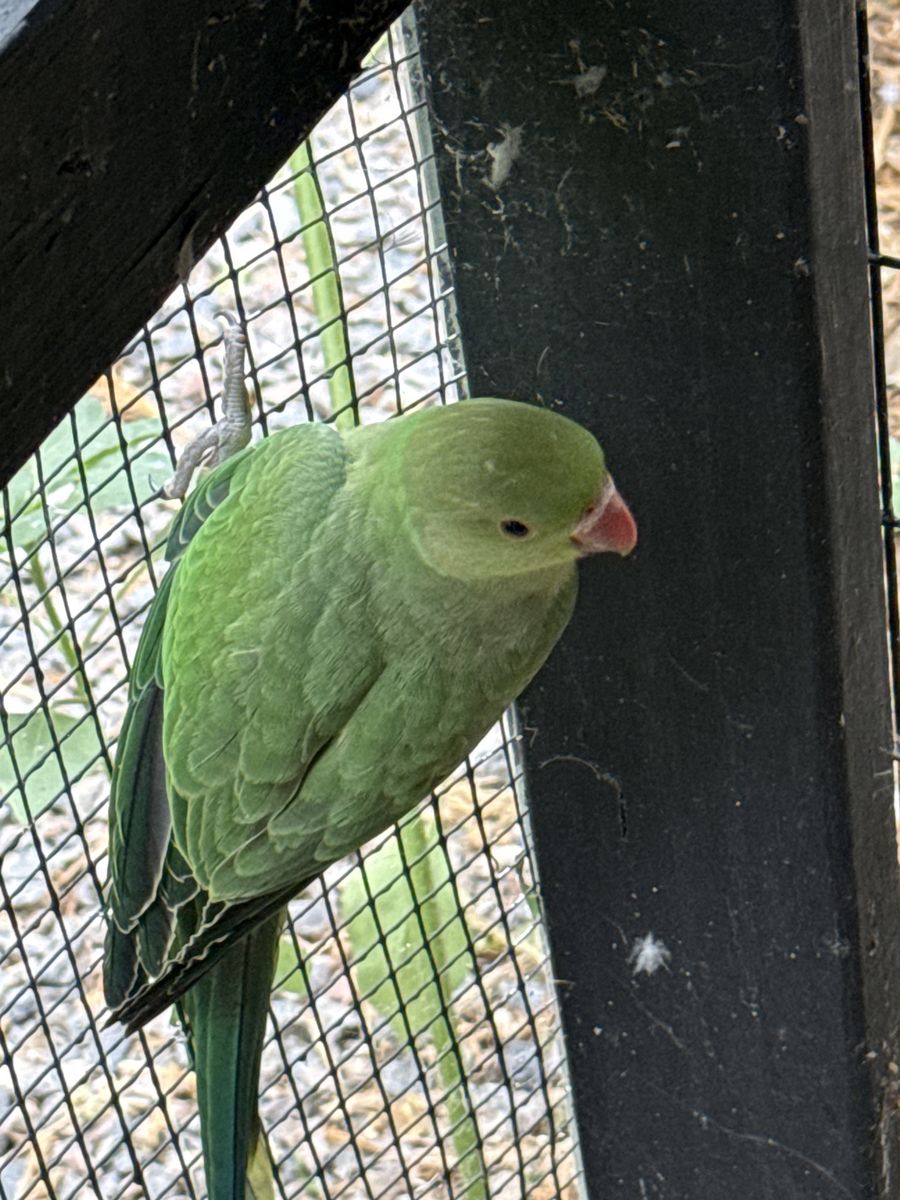 Indian Ringneck
