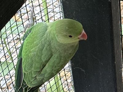 Indian Ringneck