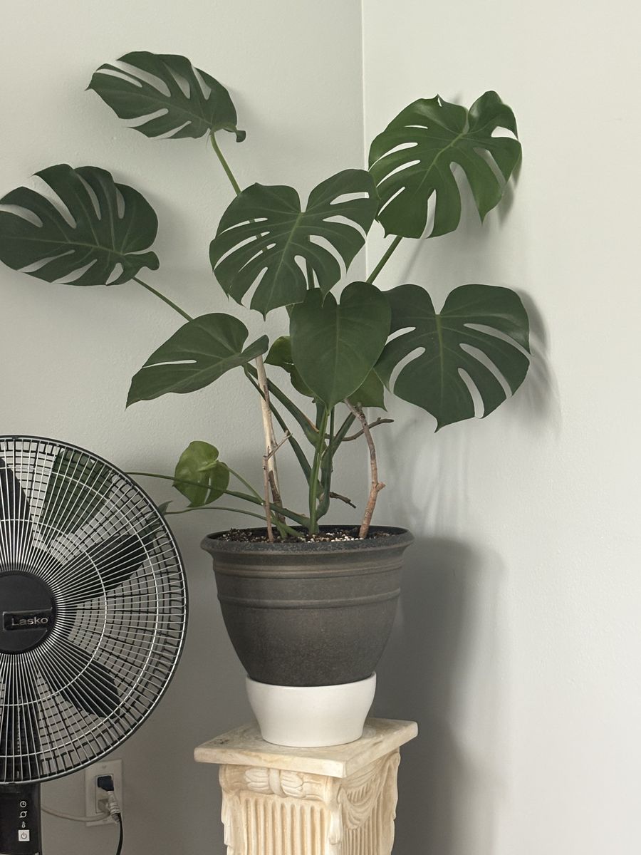 Natural house plants 