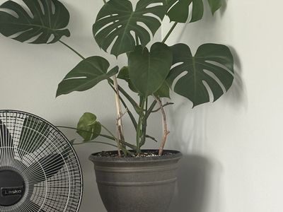Natural house plants