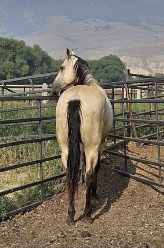 4 yr old AQHA Buttermilk Buckskin Gelding
