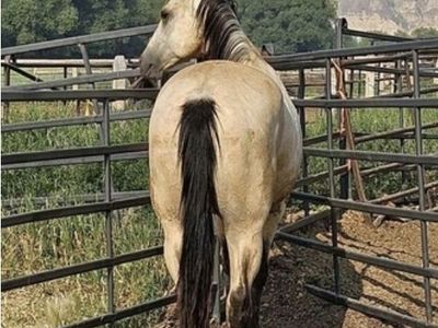 4 yr old AQHA Buttermilk Buckskin Gelding