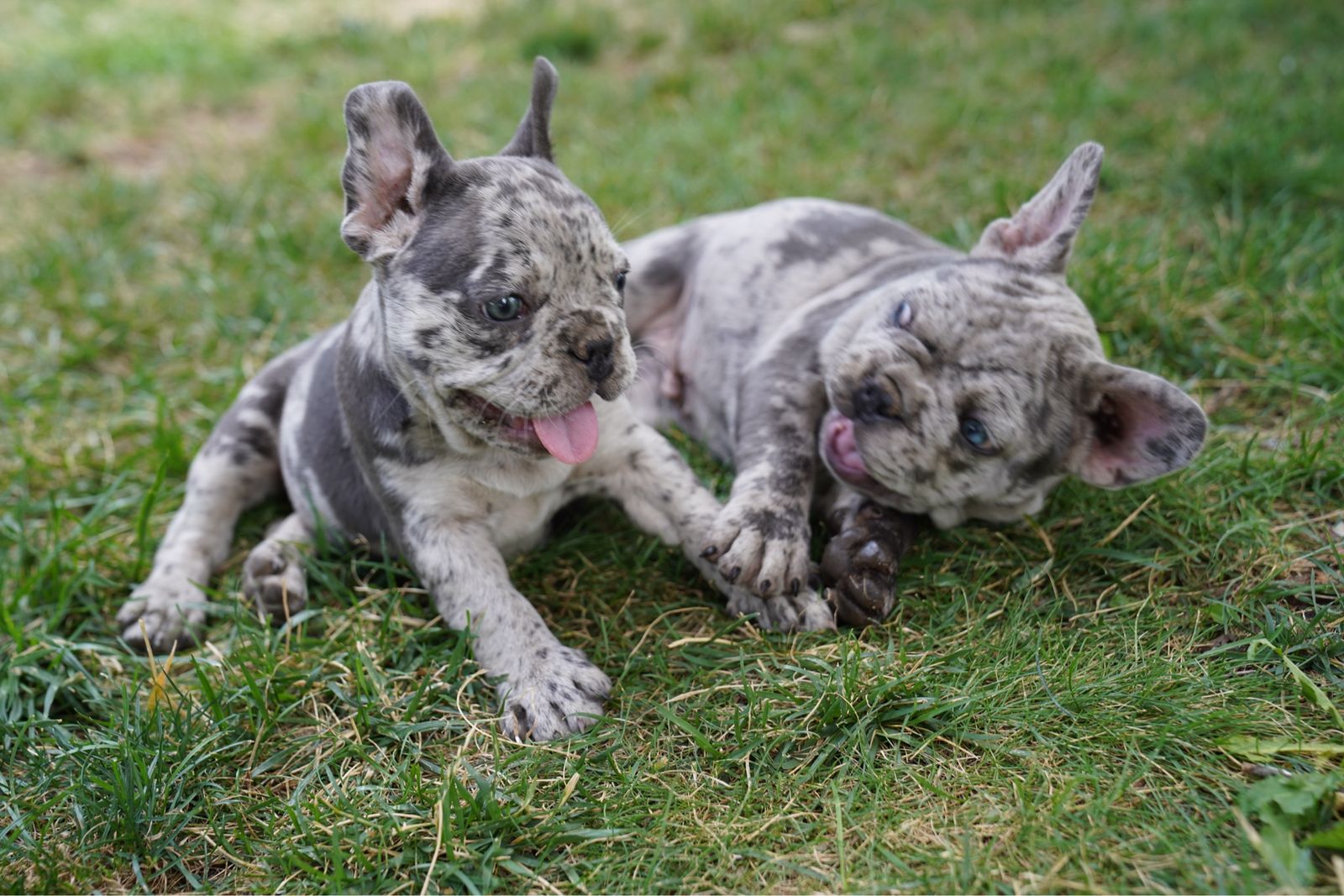 Four Nine-week-old AKC Frenchies search forever home.
