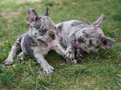 Four Nine-week-old AKC Frenchies search forever home.