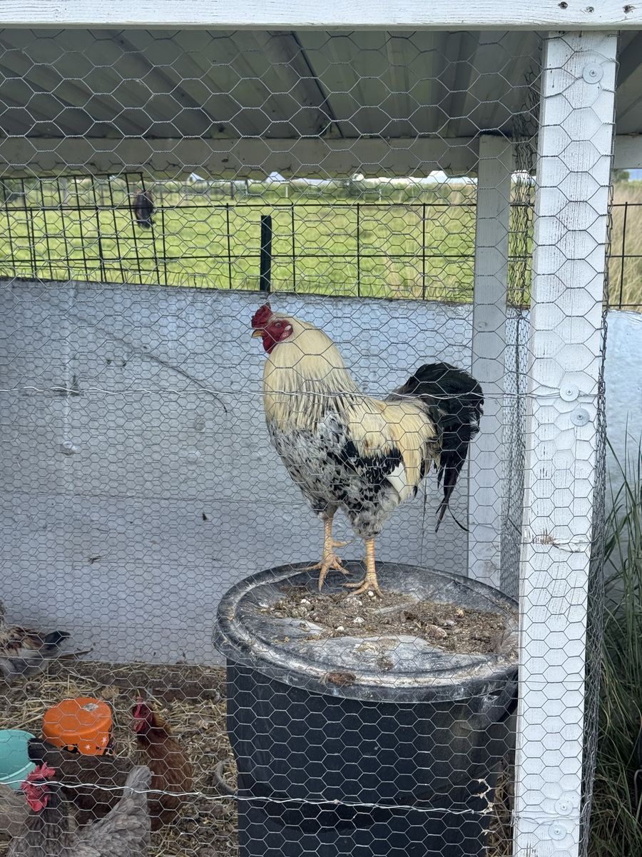 Free Rooster