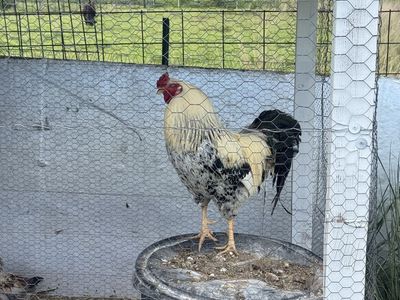 Free Rooster