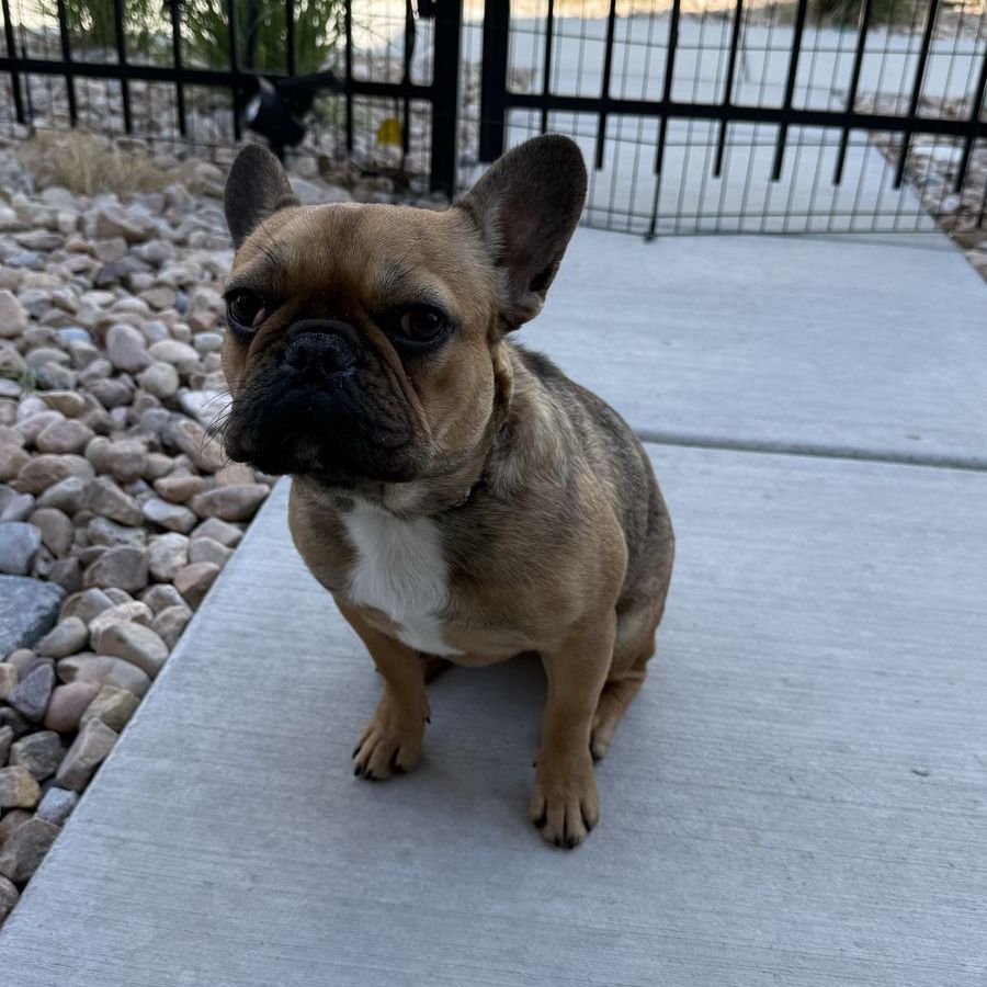 9-Month-Old French Bulldog Izzy Needs a Loving Single-Pet Home – Sweet, Young, and Ready for Adoption!!